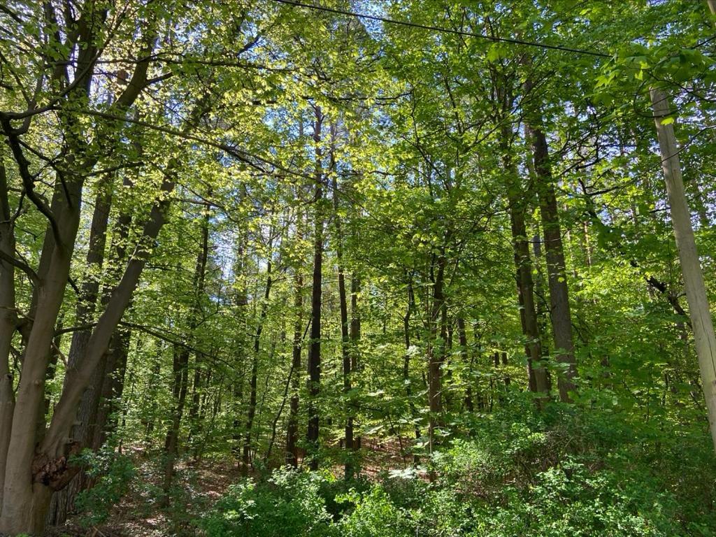 Waldwerk Wurlgrund Lychen Aparthotel Exteriör bild