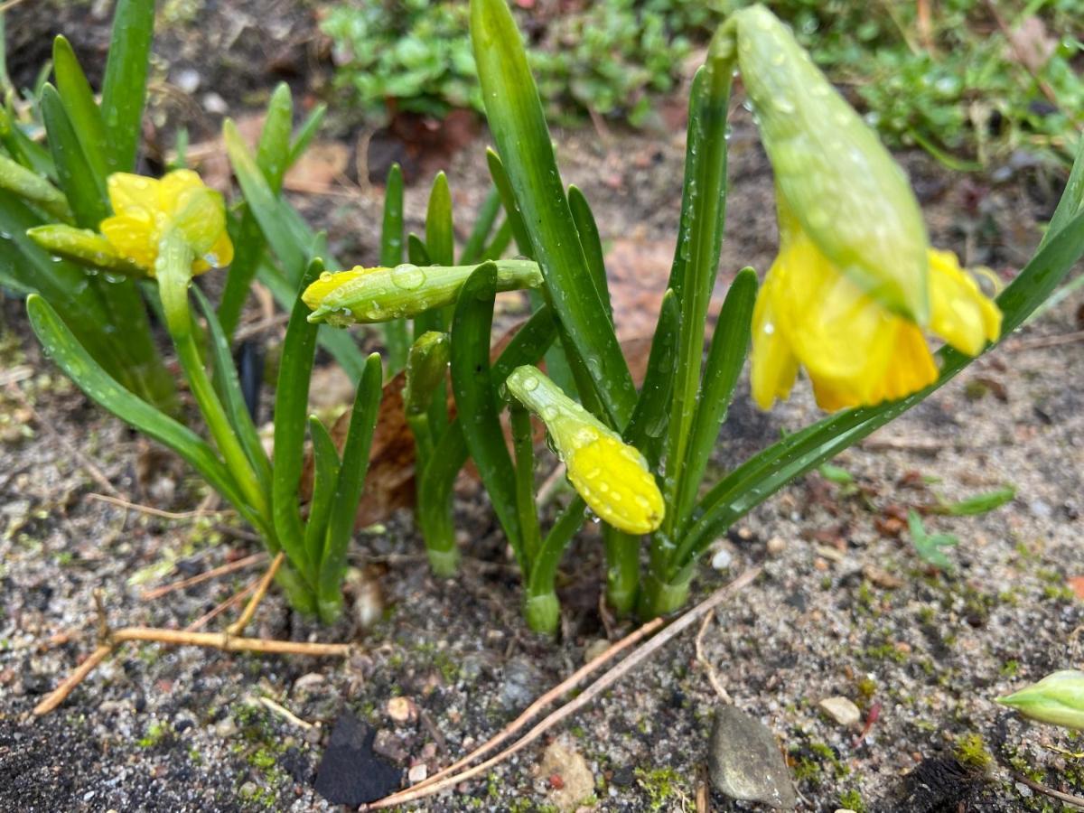 Waldwerk Wurlgrund Lychen Aparthotel Exteriör bild